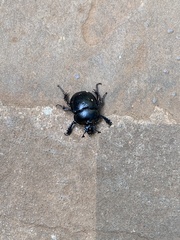 Enoplotrupes