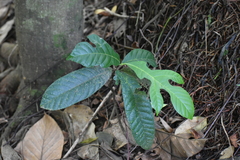 Artocarpus hirsutus
