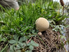 Lycoperdon