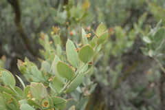 Osyris lanceolata