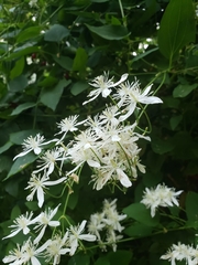 Clematis