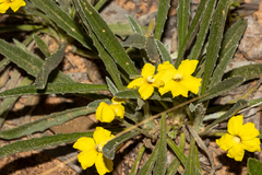 Goodenia willisiana