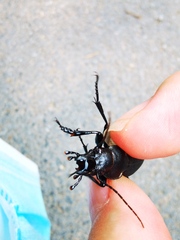 Carabus brandti