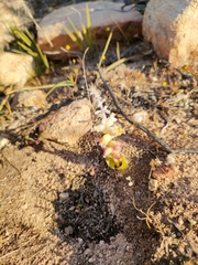 Lachenalia membranacea