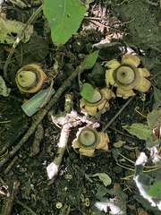 Geastrum triplex