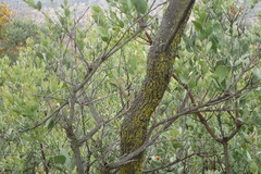 Osyris lanceolata