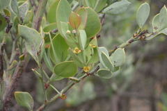 Osyris lanceolata