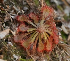 Drosera spatulata