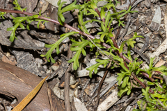 Brachyscome ciliaris ciliaris