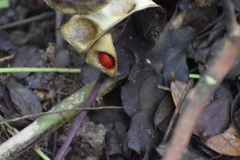 Adenanthera