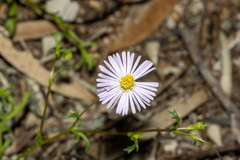 Brachyscome ciliaris ciliaris