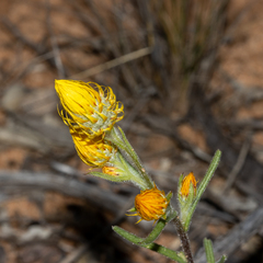 Waitzia acuminata acuminata
