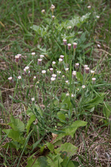 Erigeron acris