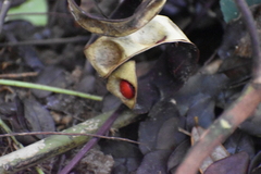 Adenanthera