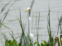 Ardea alba