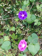 Ipomoea orizabensis