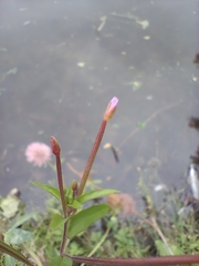 Epilobium palustre
