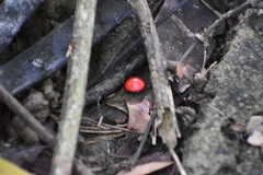Adenanthera
