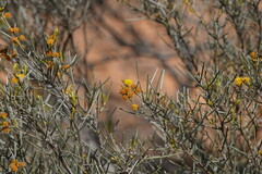Acacia rigens