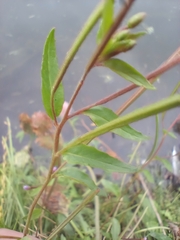 Epilobium palustre