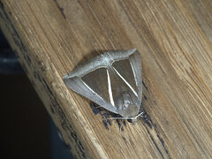 Chalciope alcyona