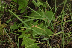 Carduus crispus