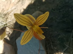 Cyanella lutea