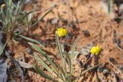 Goodenia willisiana