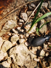 Carabus brandti