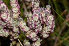 Maireana trichoptera