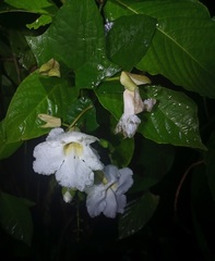 Thunbergia grandiflora