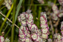 Maireana trichoptera