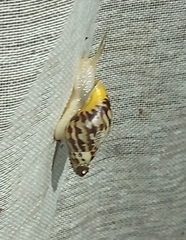 Drymaeus serperastrum