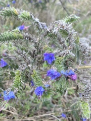 Echium vulgare