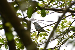 Thraupis sayaca
