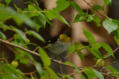 Hemithraupis flavicollis