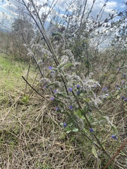 Echium vulgare