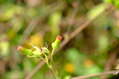 Crassocephalum crepidioides