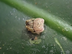 Arkys speechleyi