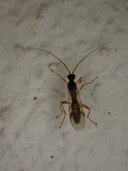 Rogadinae