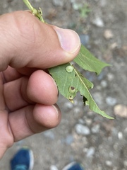 Caryomyia sanguinolenta