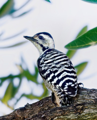 Dendrocopos analis