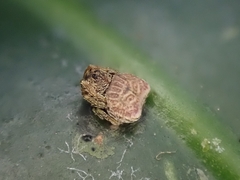 Arkys speechleyi