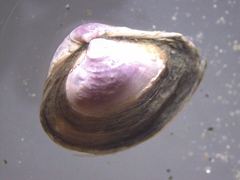 Varicorbula gibba