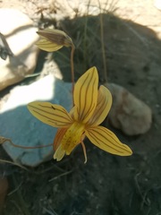 Cyanella lutea