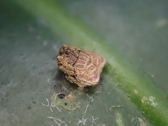 Arkys speechleyi