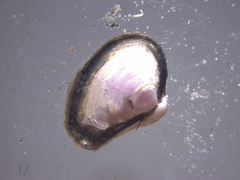 Varicorbula gibba
