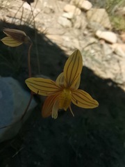 Cyanella lutea