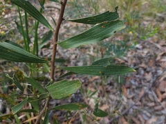 Hakea dactyloides
