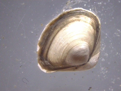 Varicorbula gibba